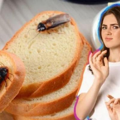 Cafard blatte et pose sur les aliments