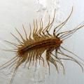 Centipede
