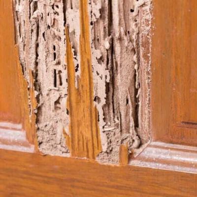 Degats termites