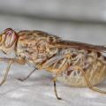 Mouche tsetse