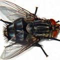 Sarcophaga carnaria reynaldo