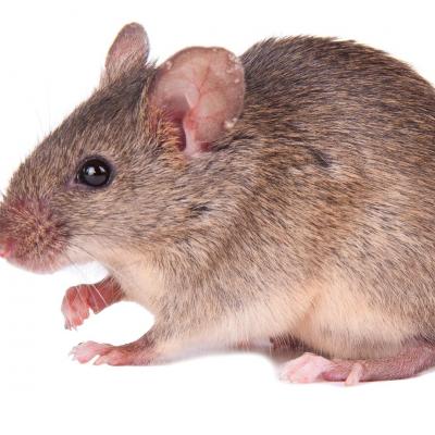 Souris grise