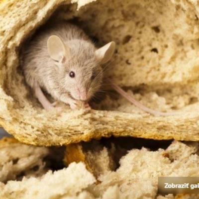 Souris
