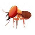 Termites 2